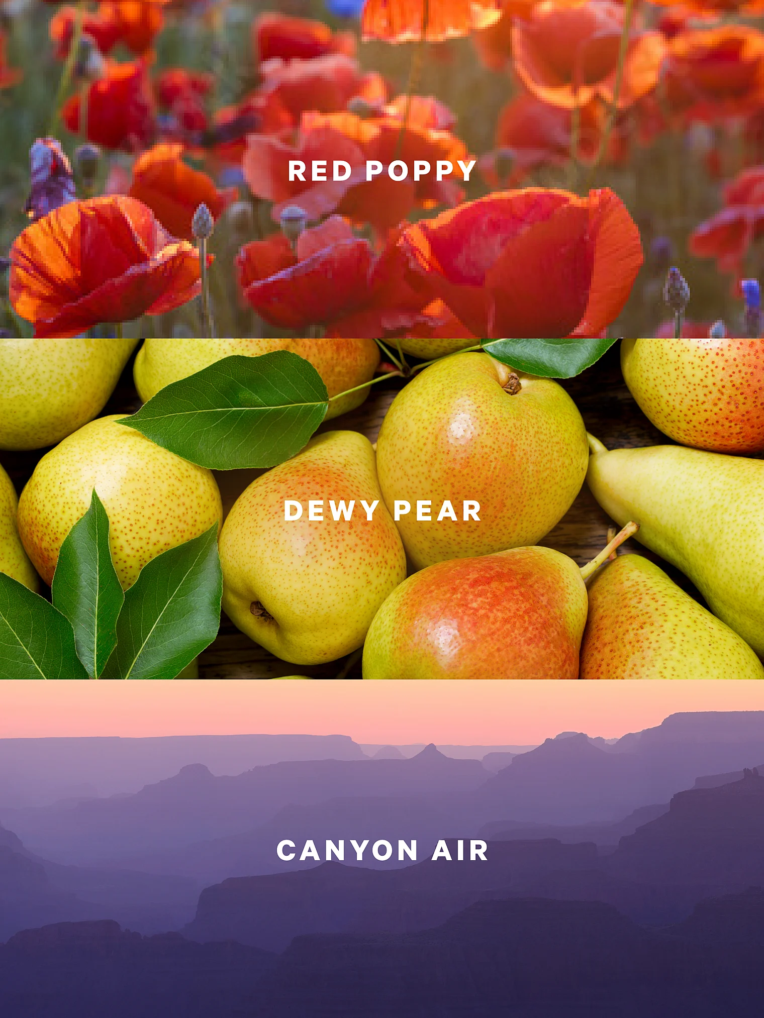 Спрей для тела Victoria’s Secret Canyon Blooms — изображение 2