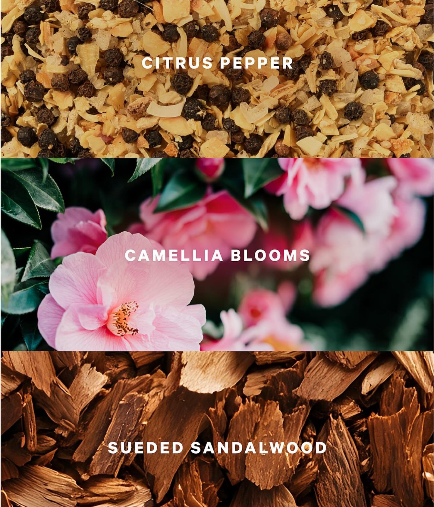 Спрей для тела Victoria’s Secret Camellia Sunset — изображение 2